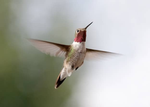 Hummingbird Anatomy - Hummingbird Facts and Information