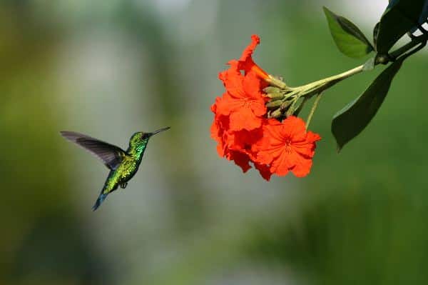 Blue-Tailed Emerald Approaching A Flower