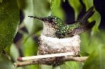 Female Ruby-Throated Hummingbird in Nest