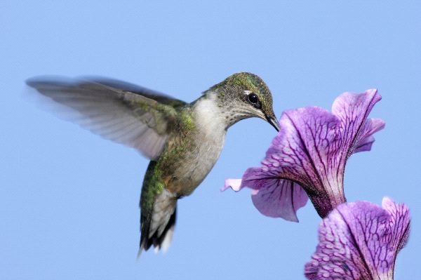 Female Ruby Throated Hummingbird In Flight