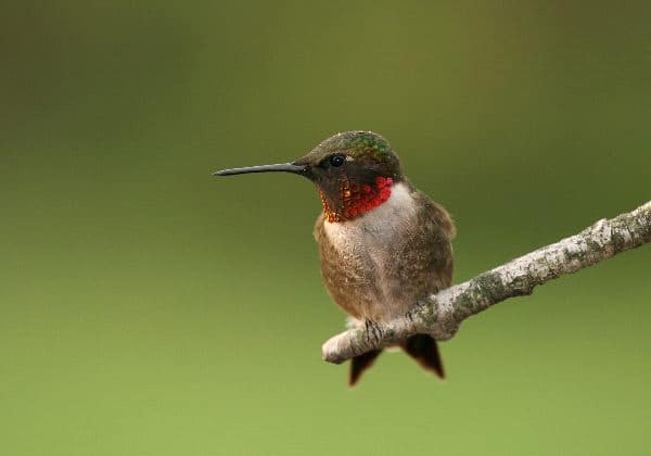 Ruby-Throated Hummingbird Resting