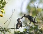 Two Hummingbirds In Feeding Time