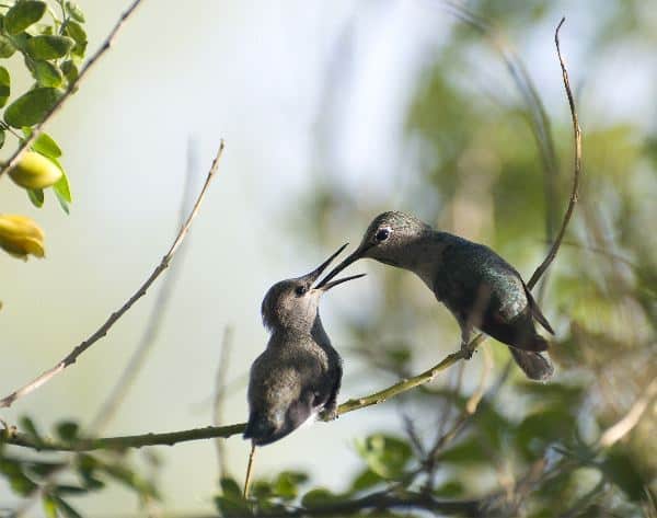 Two Hummingbirds In Feeding Time