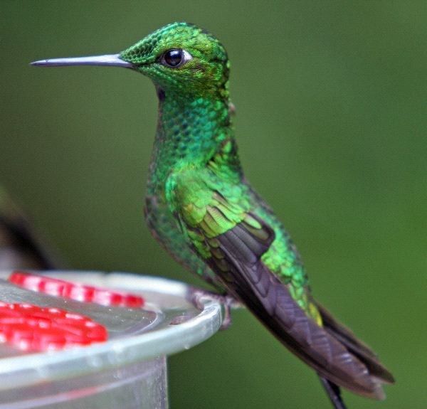 Versicoloured Emerald Hummingbird Still