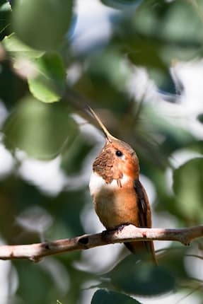Rufous Hummingbird perches in a tree in New Mexico's Rocky Mountains