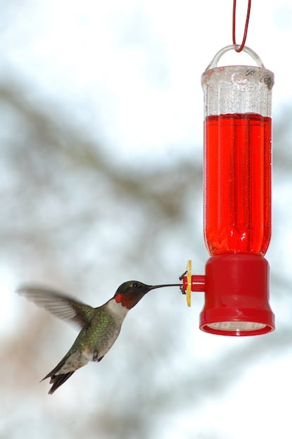 Arriba 31+ imagen receta nectar para colibri
