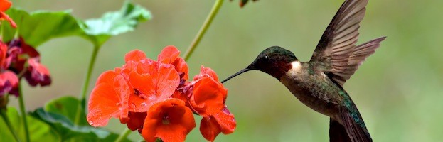 Hummingbirds in Popular Culture