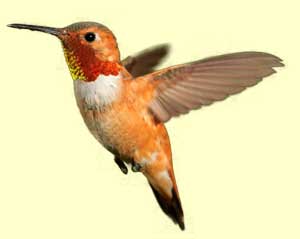top hummingbird facts